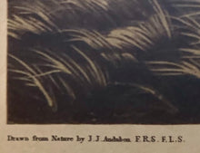 Artist: James James Audubon "Birds of America" Plate No. 38 Pinnate Grouse Tetrao Cupido