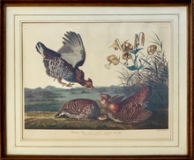 Artist: James James Audubon "Birds of America" Plate No. 38 Pinnate Grouse Tetrao Cupido
